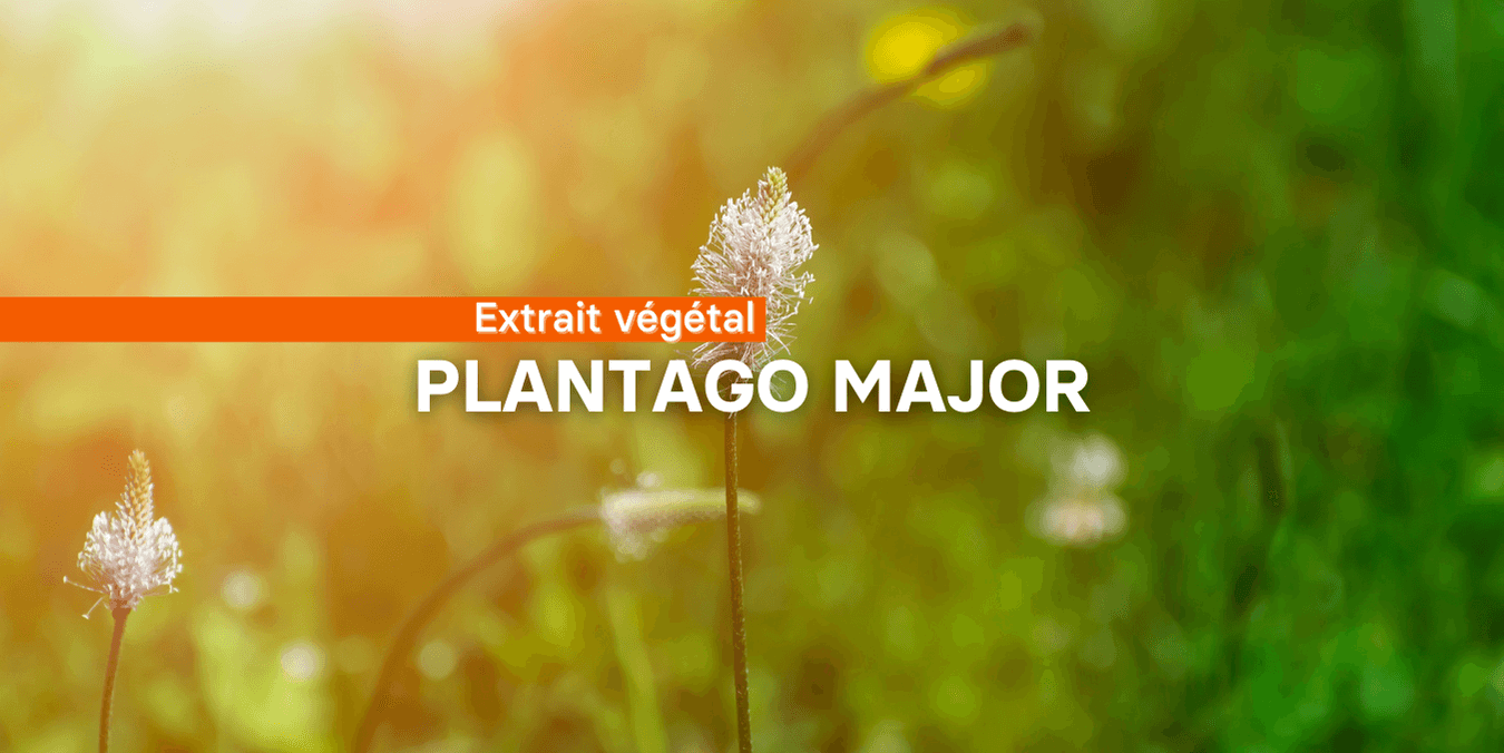 Le grand plantain