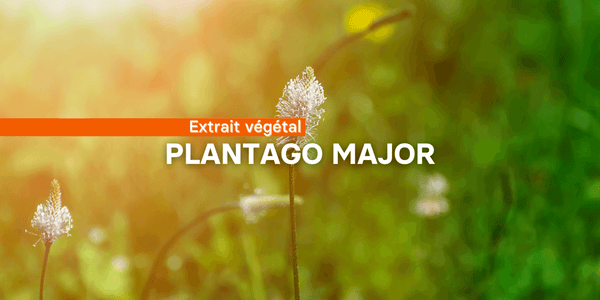 Le grand plantain