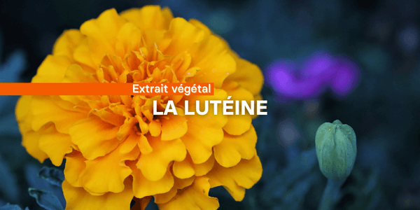 La Lutéine