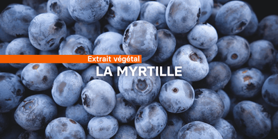 Fiche ingrédient: La Myrtille