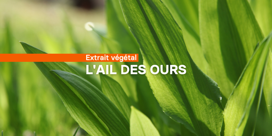 L'ail des ours