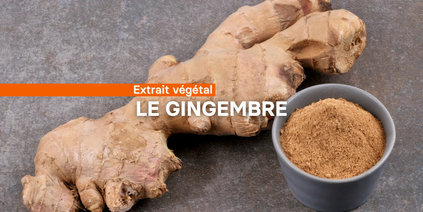 Le gingembre