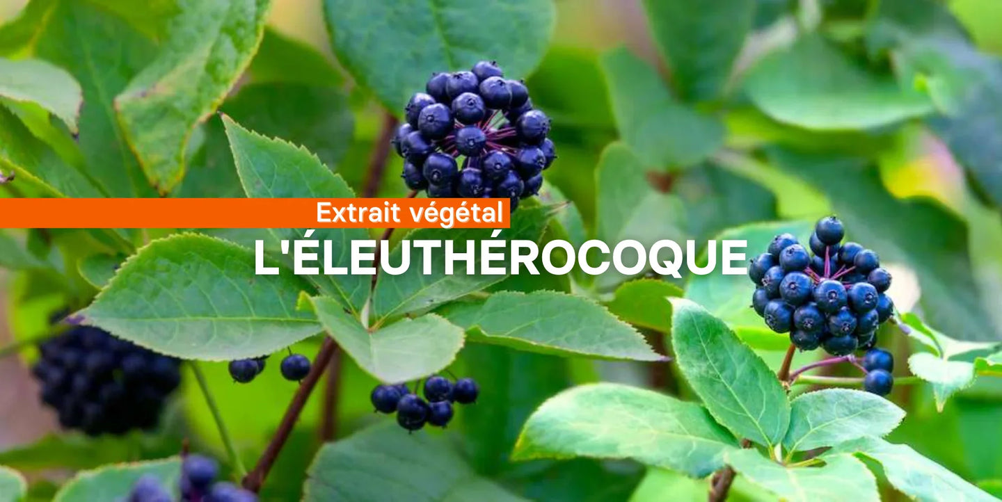 L'éleuthérocoque