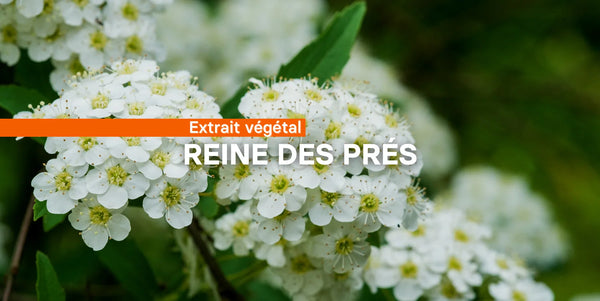 La reine des prés