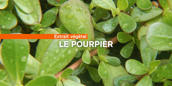Le Pourpier