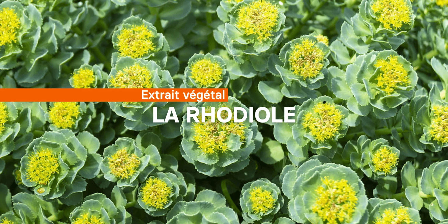 La rhodiole