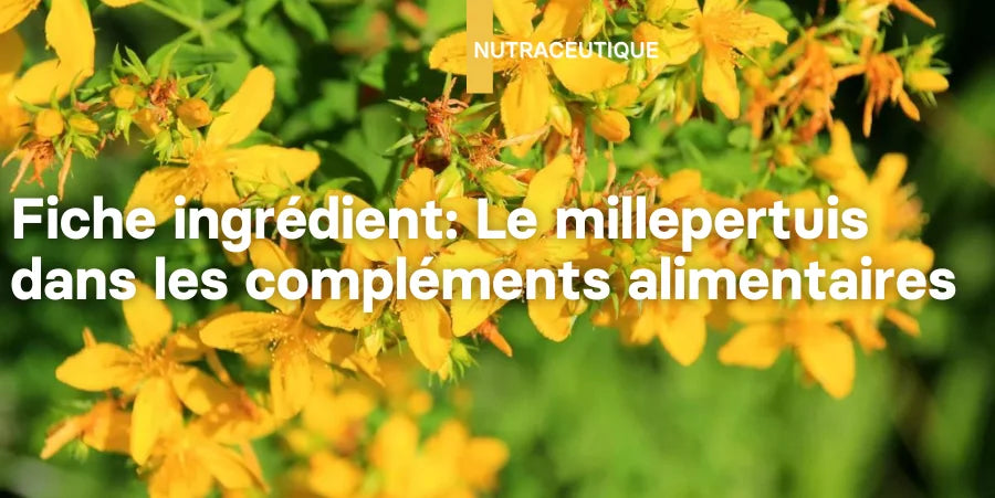 Illustration: Fiche ingrédient: Le millepertuis dans les compléments alimentaires