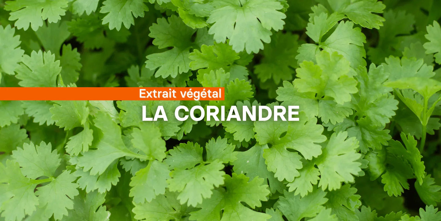 La coriandre