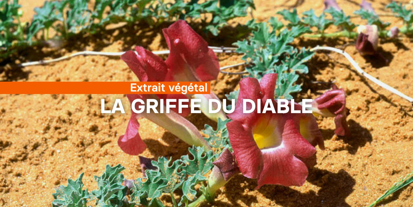 L'harpagophytum ou griffe du diable
