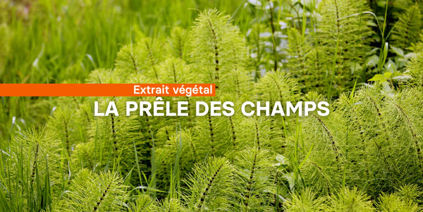 La prêle des champs
