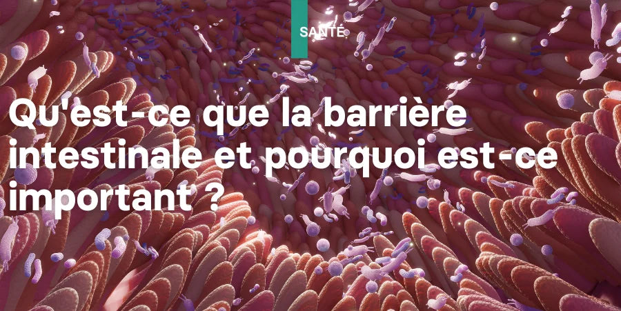 Illustration: Qu'est-ce c'est que la barrière intestinale et pourquoi est-ce important ?