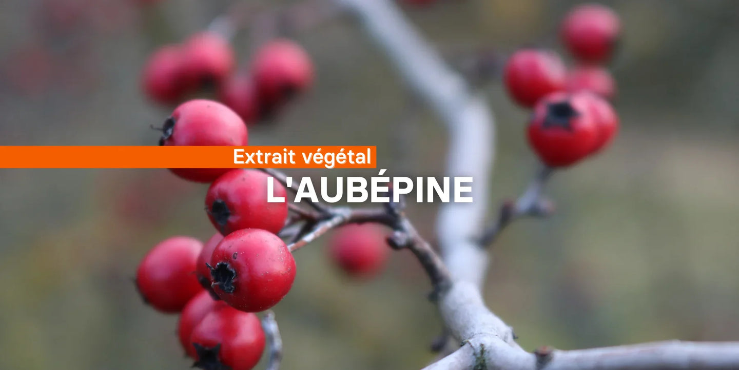 L'aubépine