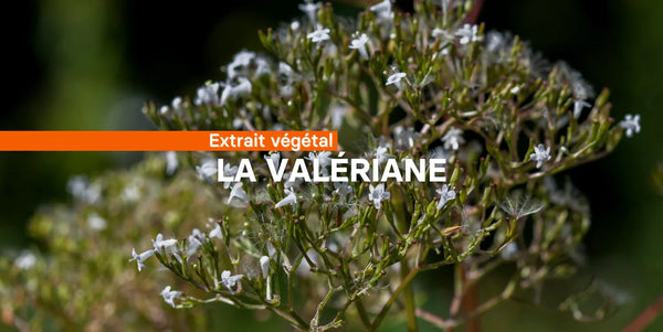 La valériane