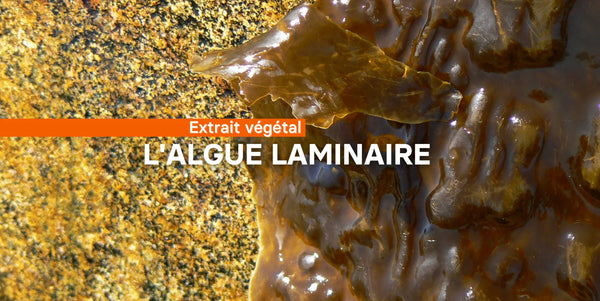 L'algue laminaire