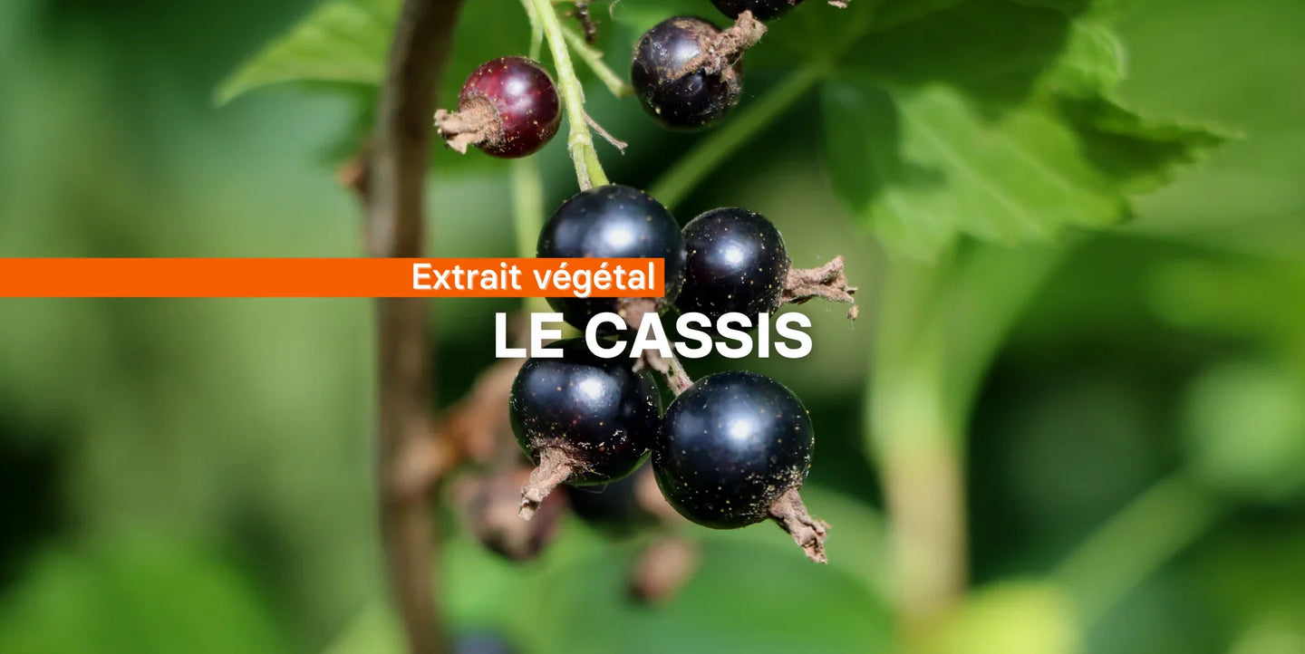 Le cassis