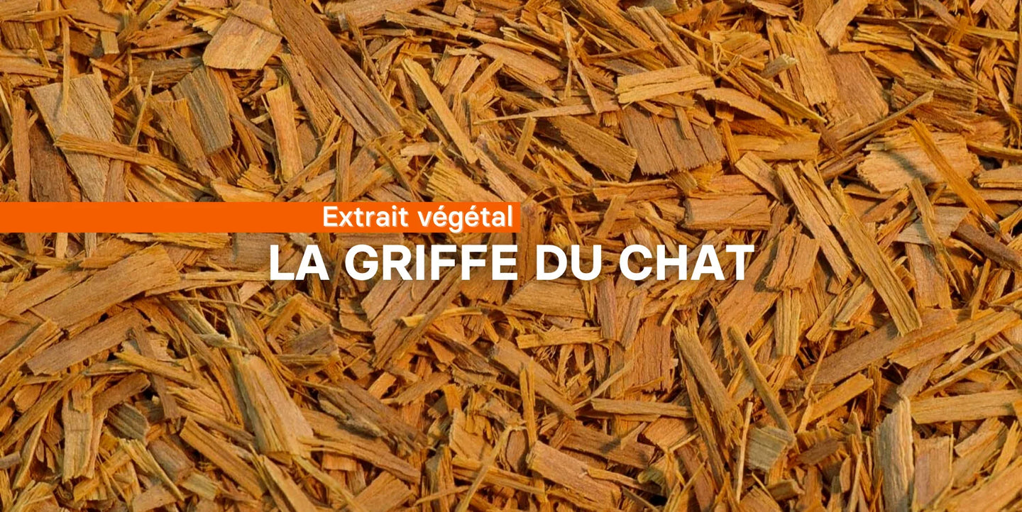 La griffe du chat: Uncaria tomentosa