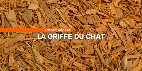 La griffe du chat: Uncaria tomentosa