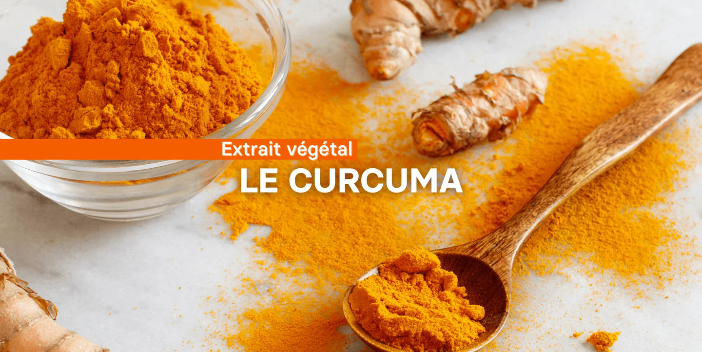 Le curcuma