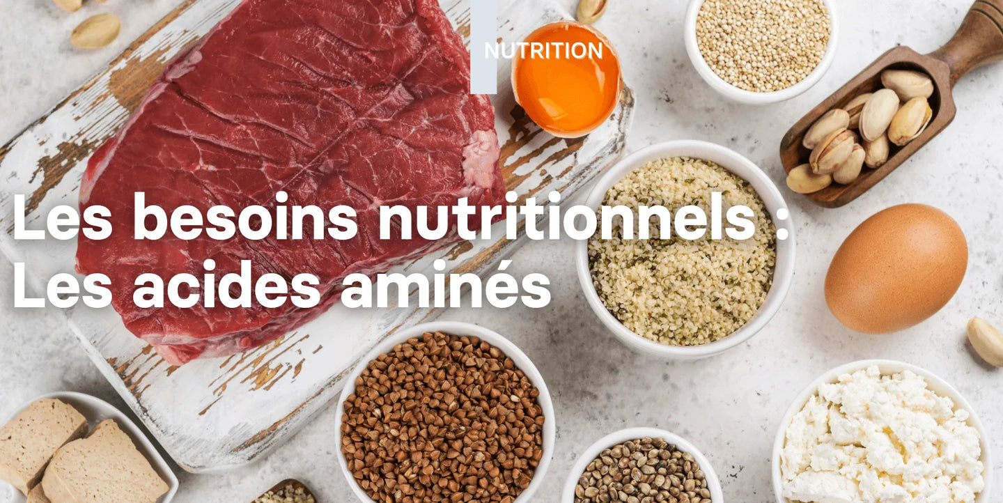 Les besoins nutritionnels: les acides aminés