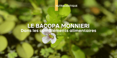 Fiche ingrédient: Le Bacopa Monnieri (Brahmi) dans les compléments alimentaires