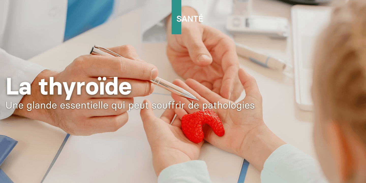 La thyroïde, une glande essentielle qui peut souffrir de pathologies