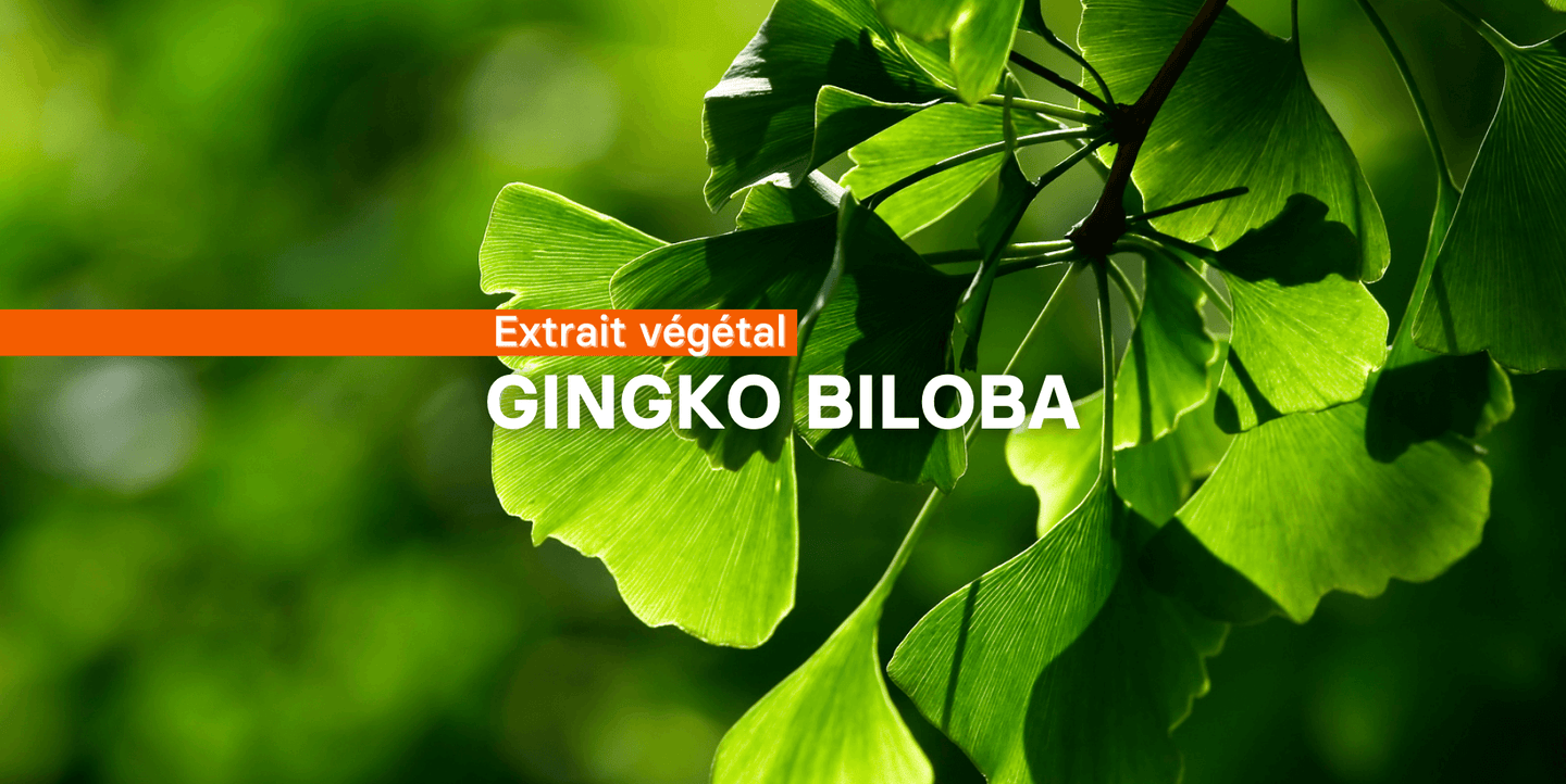 Le ginkgo Biloba