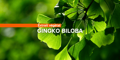 Fiche ingrédient: Le Ginkgo Biloba