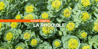 Ficha de ingredientes: Rhodiola