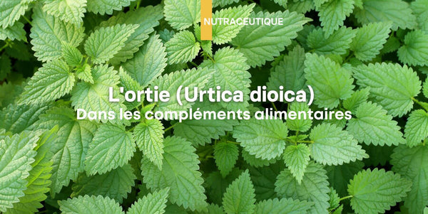 Illustration: L'ortie (Urtica dioica) dans les compléments alimentaires