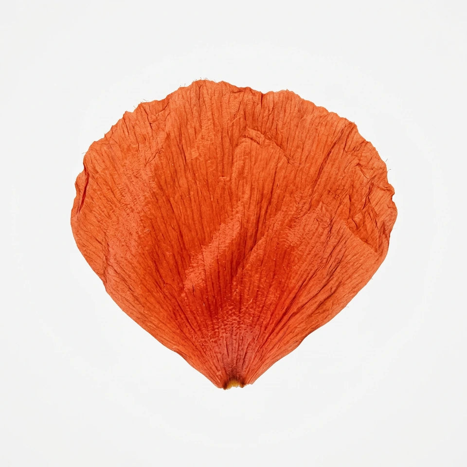Coquelicot